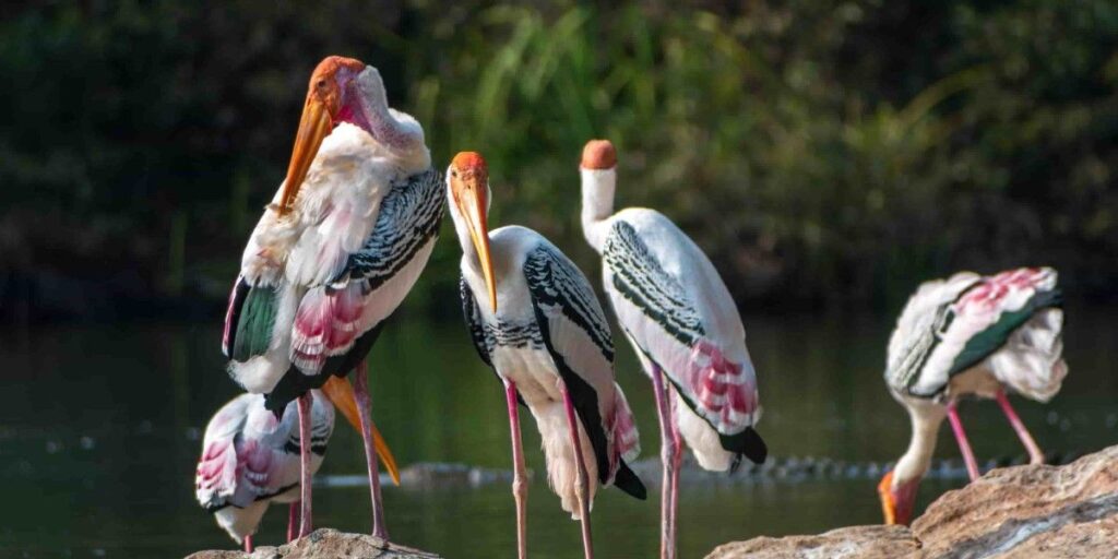 rethinkways-karnataka-ranganathittu-bird-sanctuary