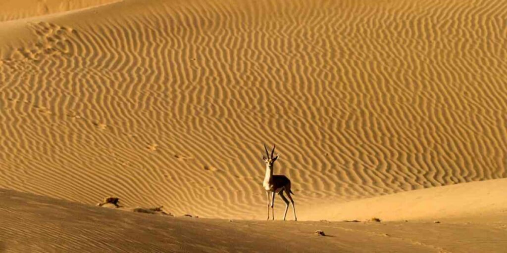 rethinkways-rajasthan-desert-national-park