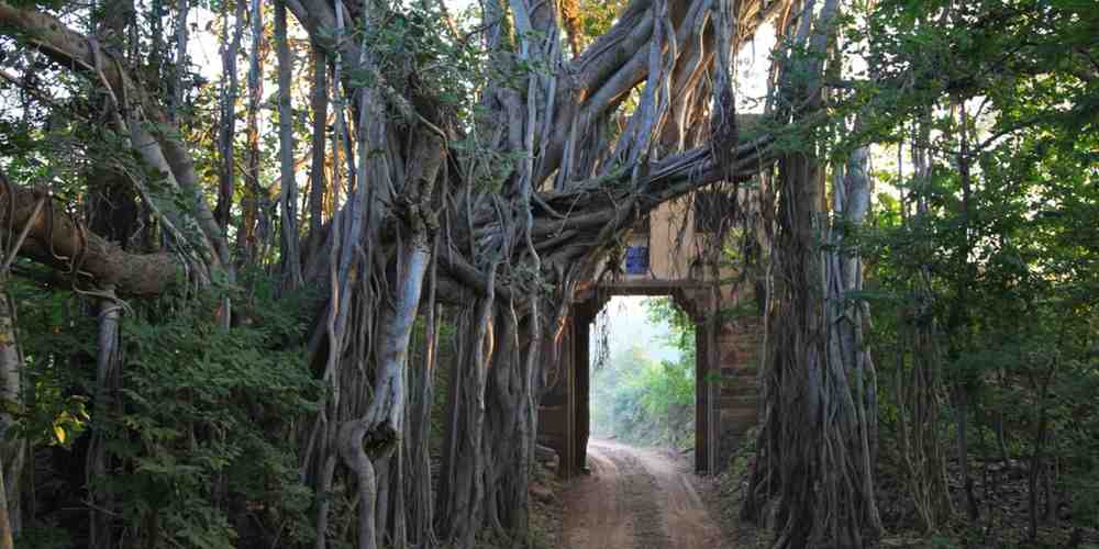 rethinkways-rajasthan-ranthambore-national-park