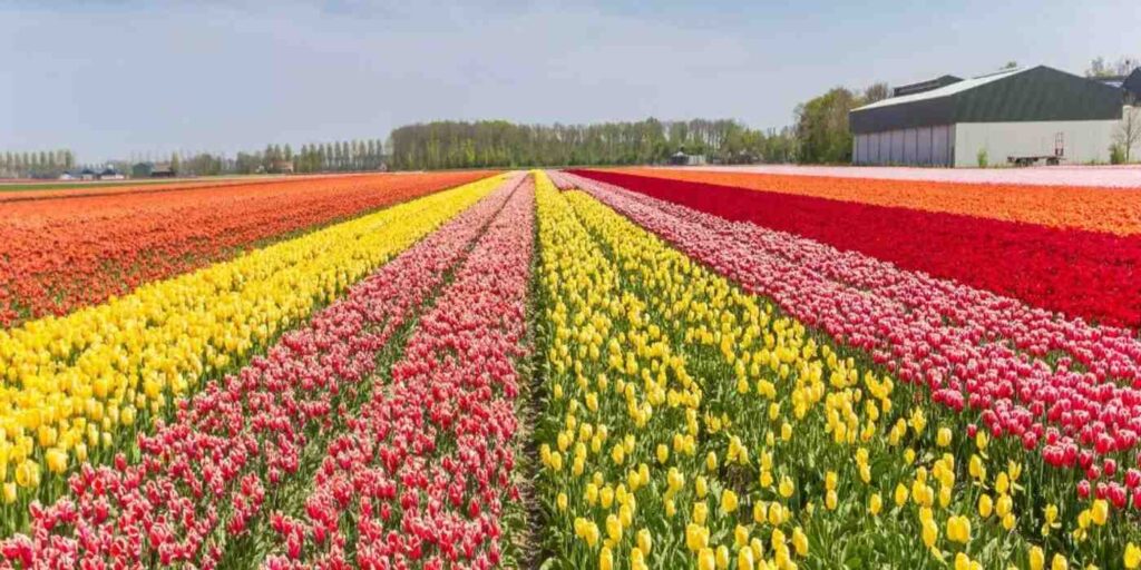 rethinkways-tulip-garden-srinagar