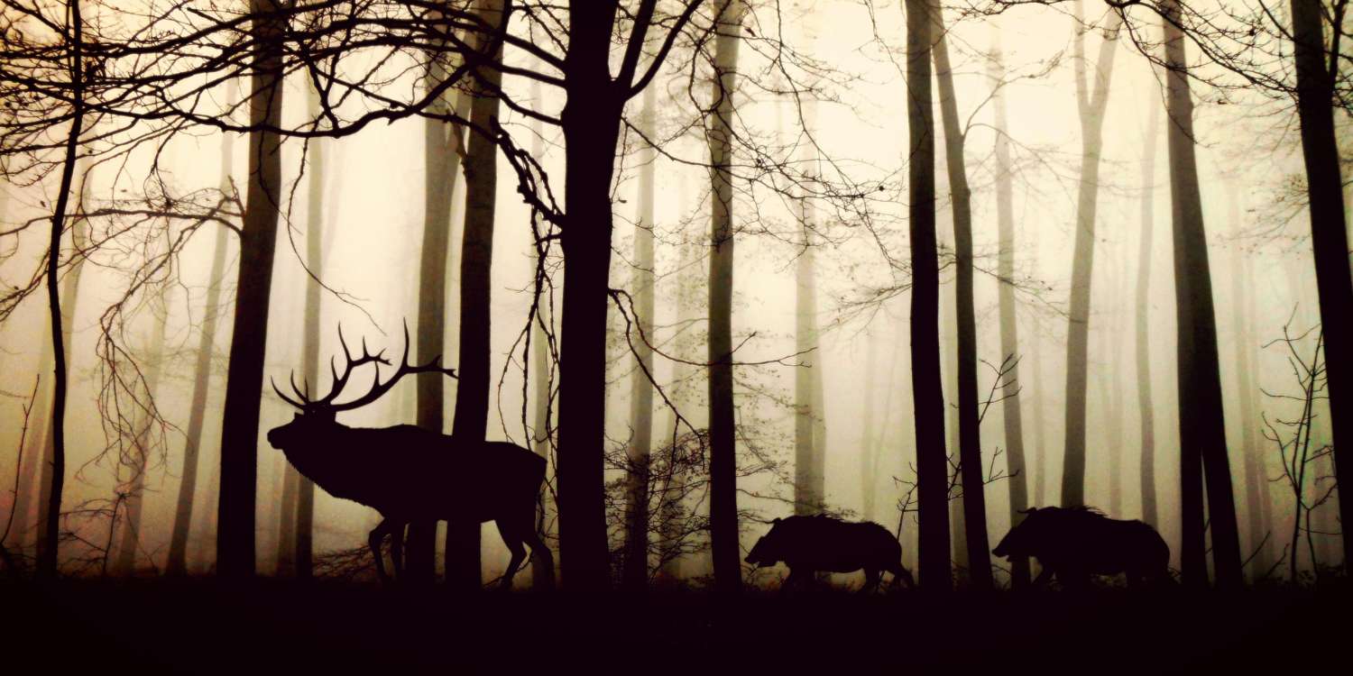 rethinkways-wild-realms