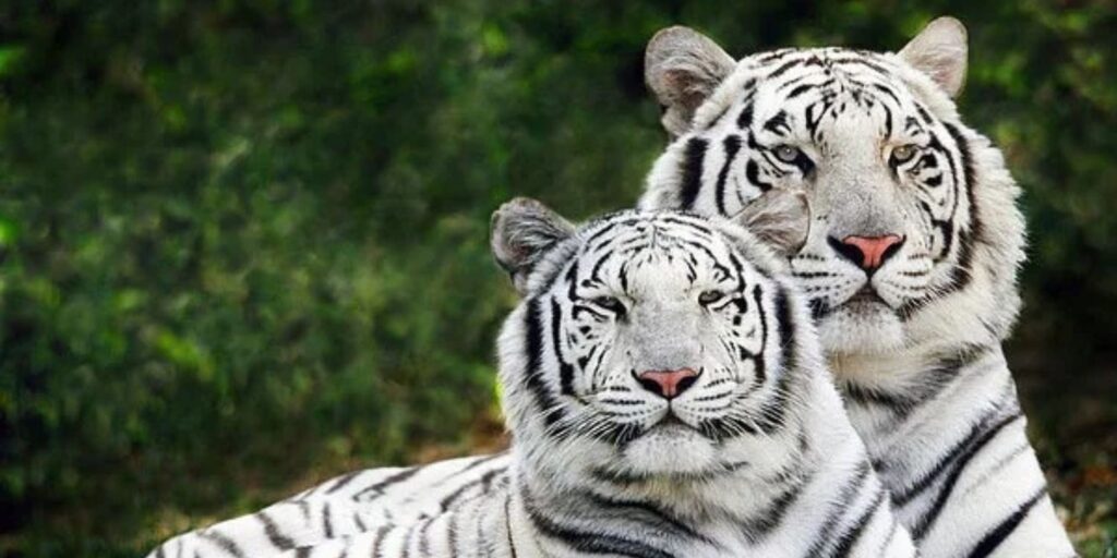 rethinkways-Bandhavgarh National Park