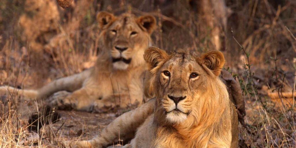 rethinkways-Gir National Park