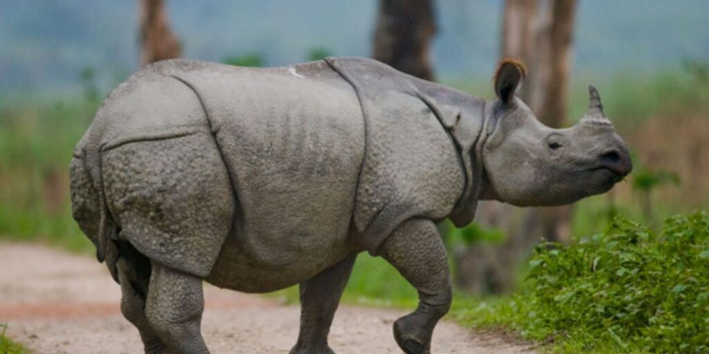 rethinkways-Kaziranga National Park