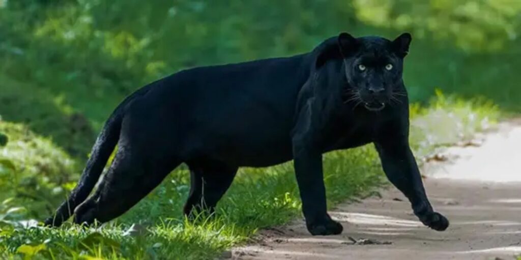 rethinkways-Nagarhole National Park