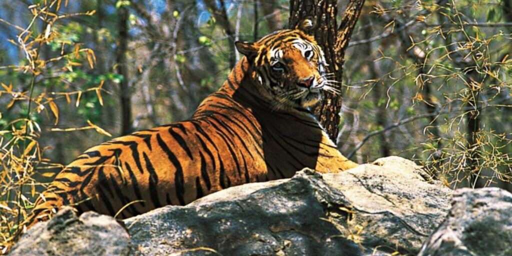 rethinkways- Periyar Tiger Reserve