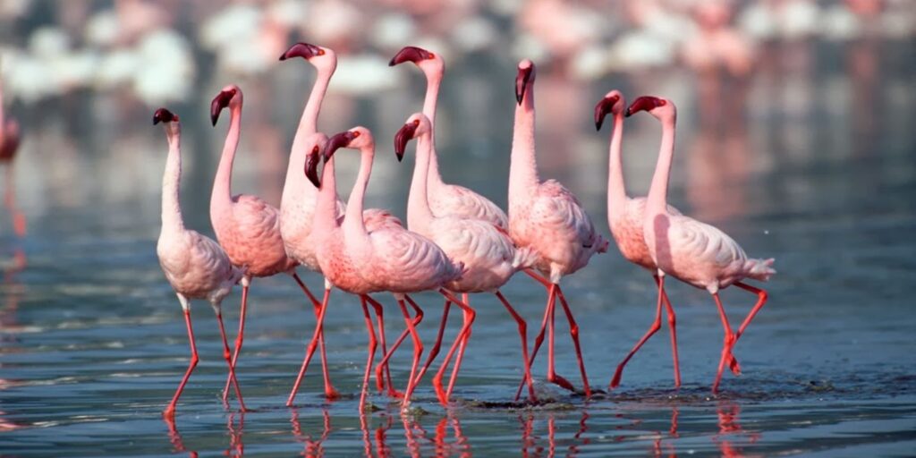 rethinkways-Rann of Kutch