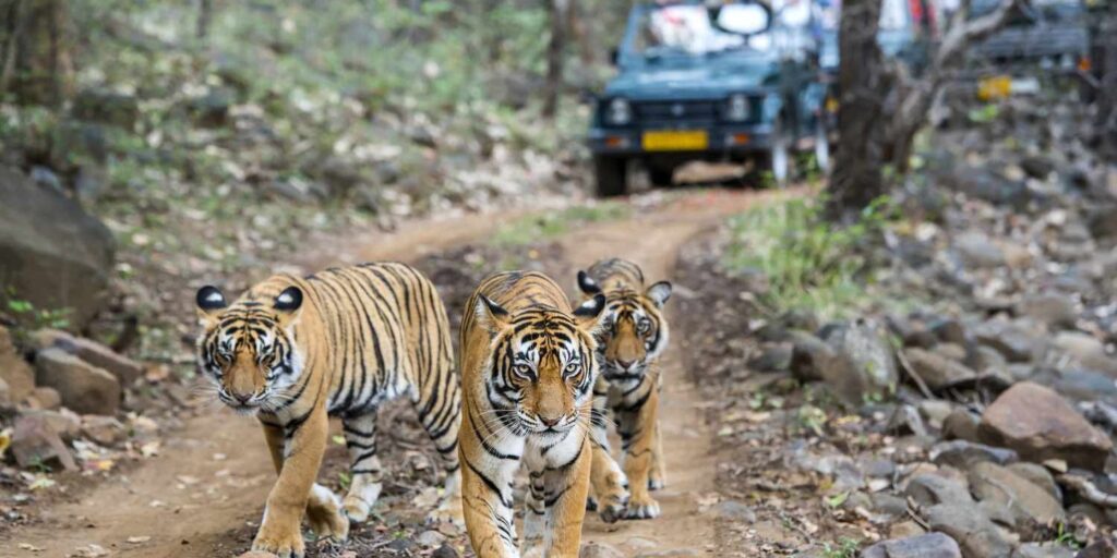 rethinkways-Ranthambore National Park