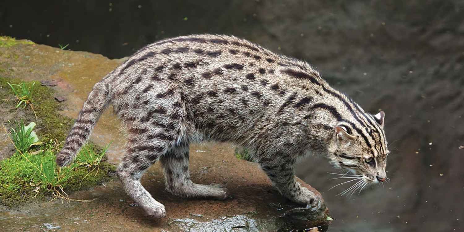 rethinkways-Sundarbans