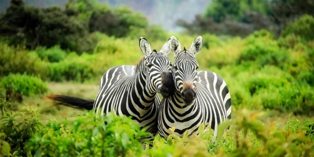rethinkways-wild-splendor-of-india