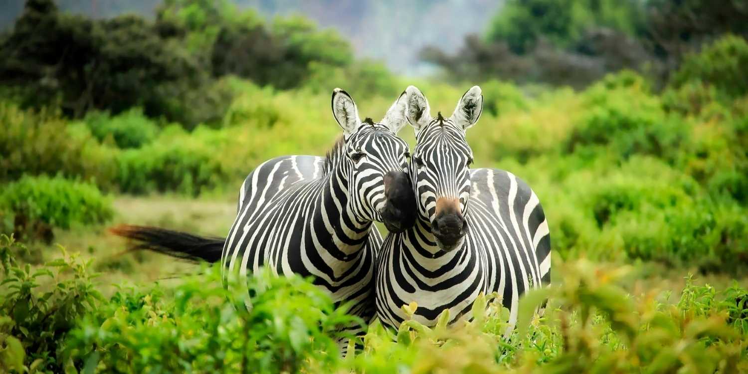Wild Splendor of India: 15 Best Wildlife Escapes | Travel Rethink Ways 10 rethinkways Wildlife