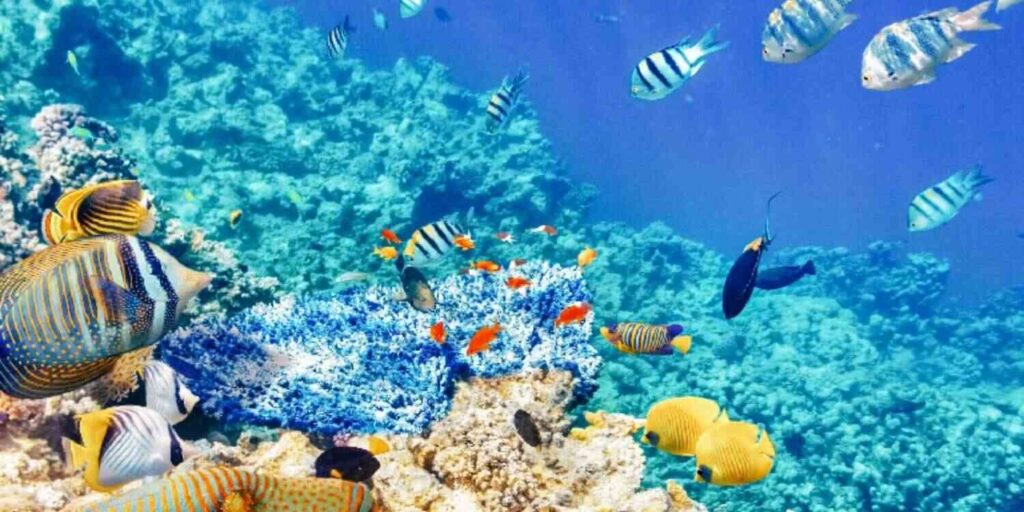 Banana Reef Maldives Attraction