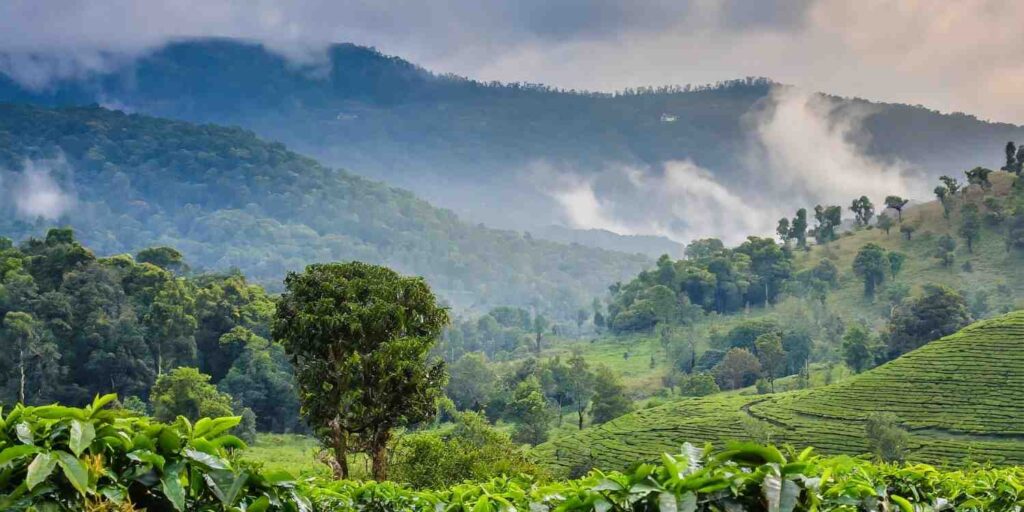 Coorg Honeymoon