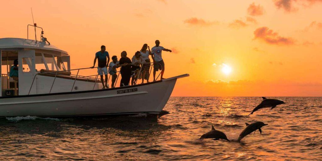 Dolphin Watch Cruise maldives
