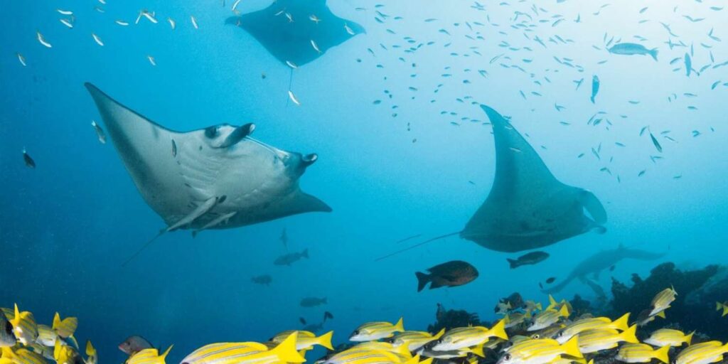 Hanifaru Bay Maldives Attraction
