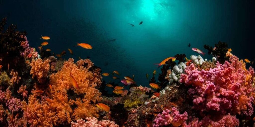HP reef Maldives Attraction