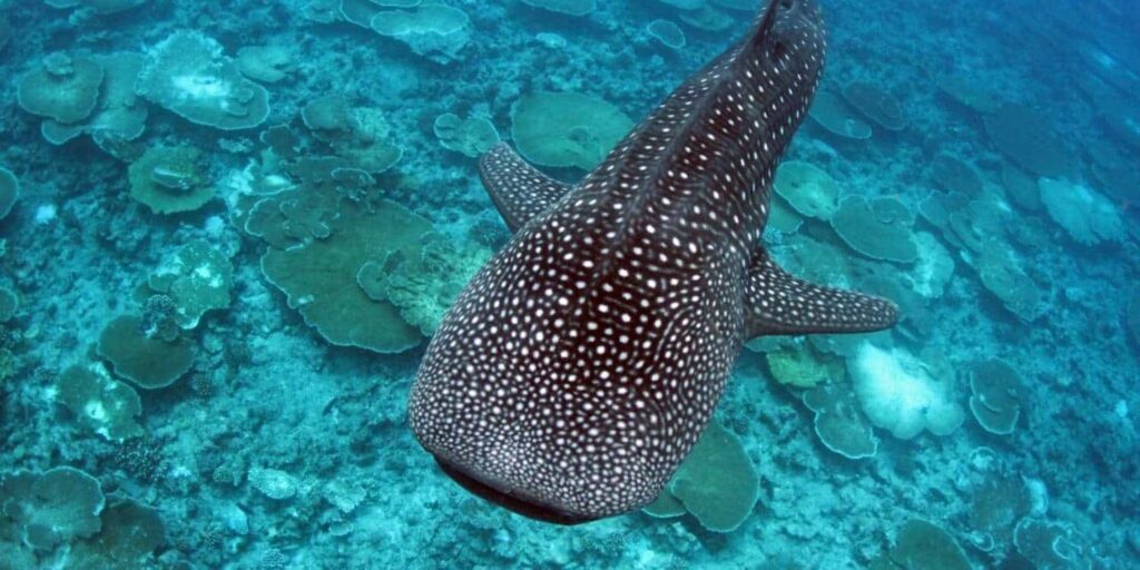 whale shark point Maldives attraction