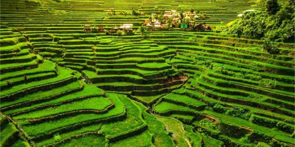 Rice-Terraces