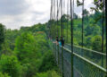 treetop