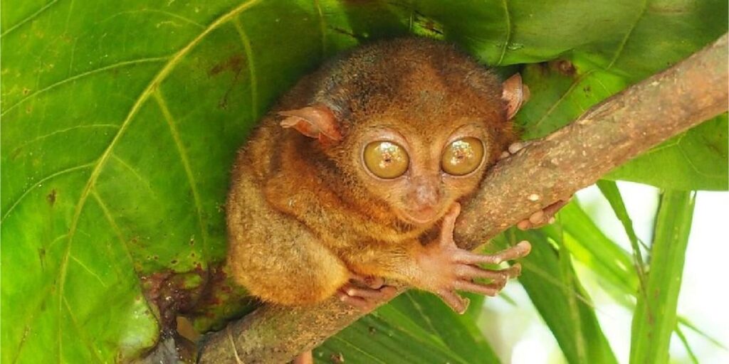 Tarsier