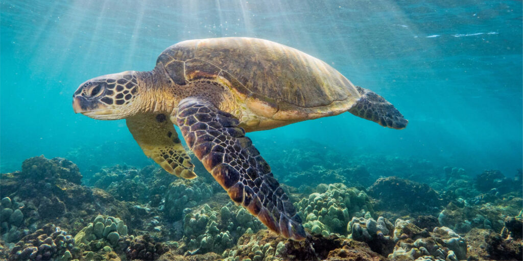 Turtle