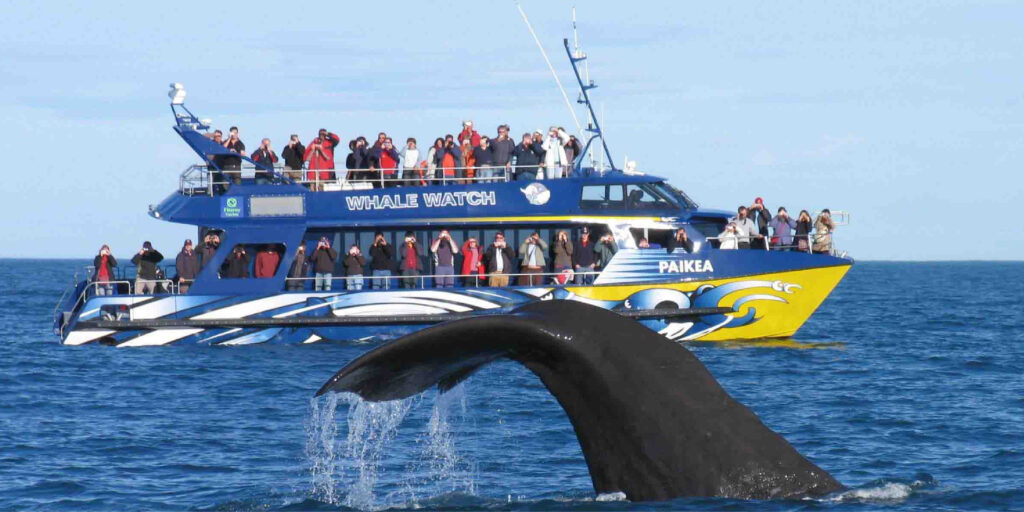 whale watching
