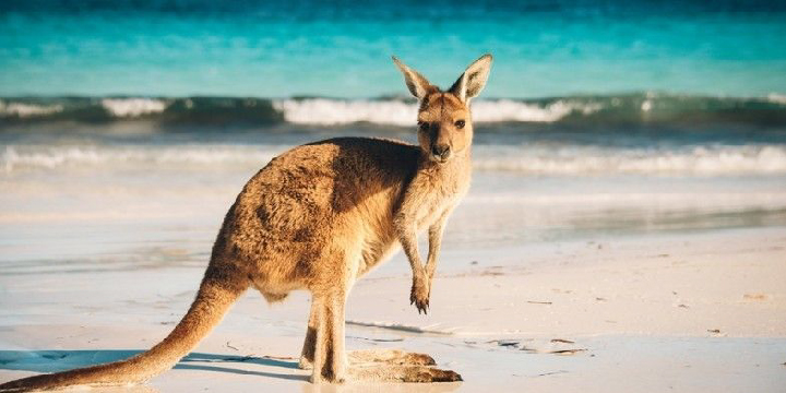 kangaroo