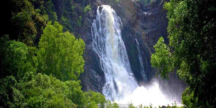 daintree