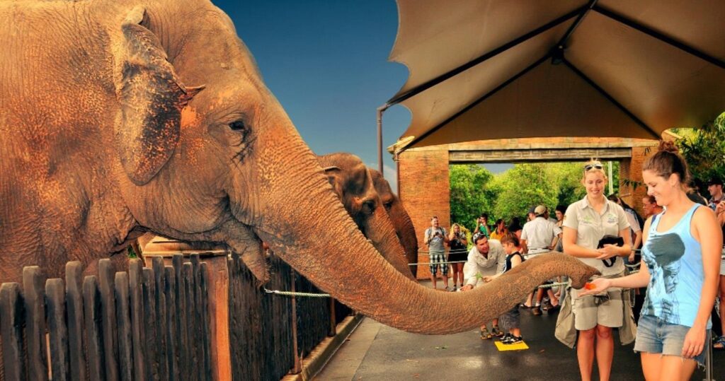 australian-zoo
