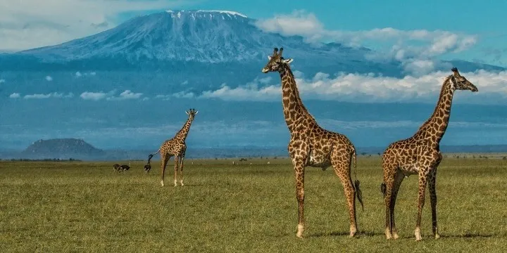 Amboseli