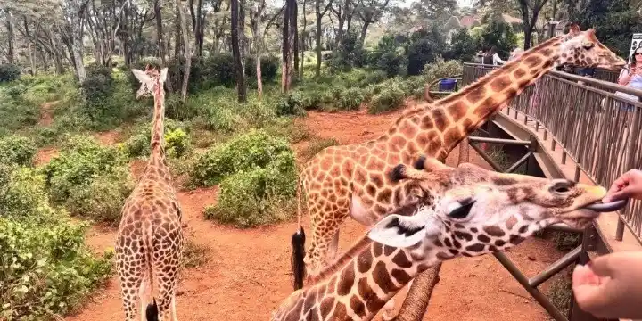 Giraffe