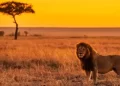 kenya-cover