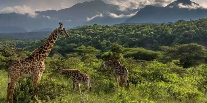 Tanzania Attractions: 33 Incredible Safari, Zanzibar & Nature Experiences to Explore in 2026 | Travel Rethink Ways 16 Arusha.