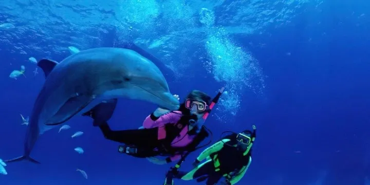 Tanzania Attractions: 33 Incredible Safari, Zanzibar & Nature Experiences to Explore in 2026 | Travel Rethink Ways 31 Dolphin.