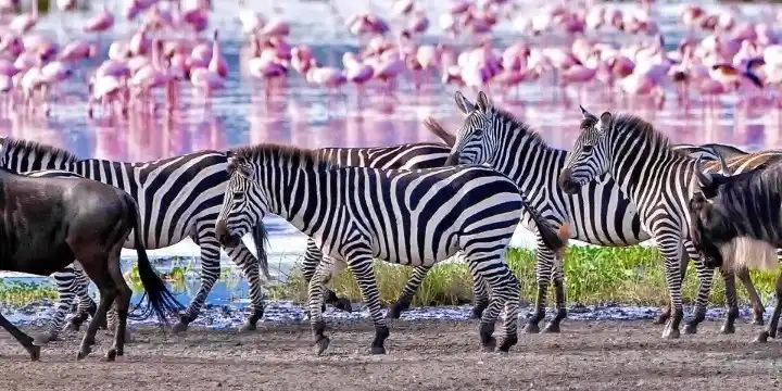 Tanzania Attractions: 33 Incredible Safari, Zanzibar & Nature Experiences to Explore in 2026 | Travel Rethink Ways 5 LakeManyara