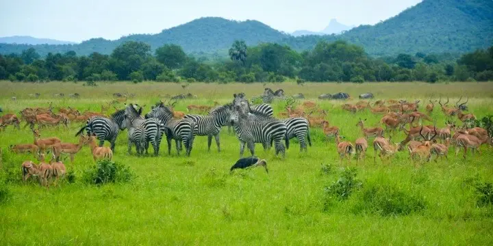 Tanzania Attractions: 33 Incredible Safari, Zanzibar & Nature Experiences to Explore in 2026 | Travel Rethink Ways 8 Mikum