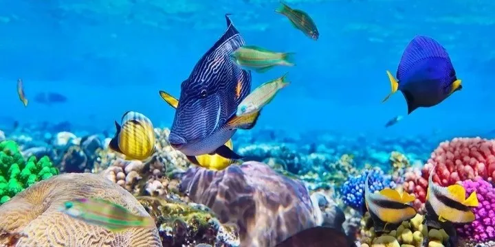 Tanzania Attractions: 33 Incredible Safari, Zanzibar & Nature Experiences to Explore in 2026 | Travel Rethink Ways 33 SnorkelingZanzibar.