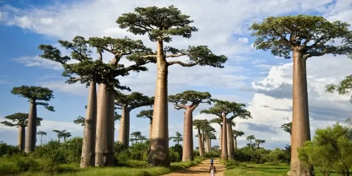 Tanzania Attractions: 33 Incredible Safari, Zanzibar & Nature Experiences to Explore in 2026 | Travel Rethink Ways 4 Tarangire