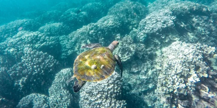 Snorkeling