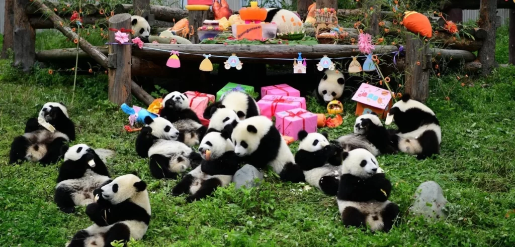 China Bucket List: 30 Amazing Attractions | Travel Rethink Ways 22 chengdu research base of giant panda
