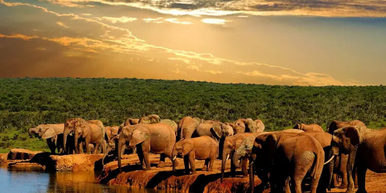 SouthAfrica Addo Elephant