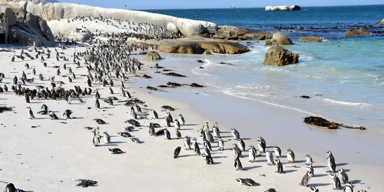 SouthAfrica Boulders Beach