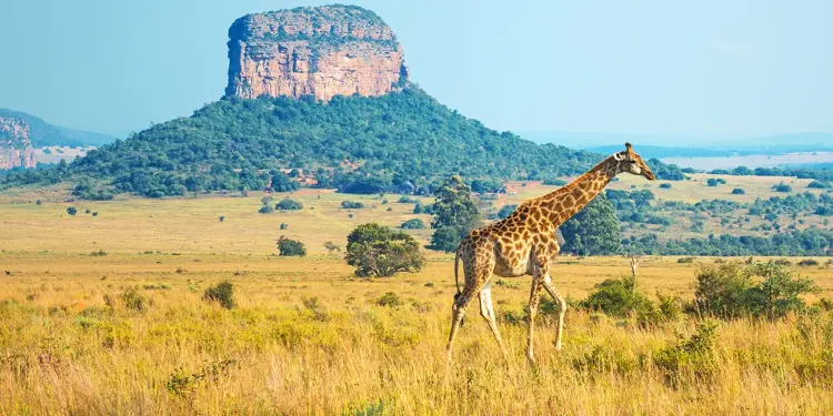 SouthAfrica Kruger