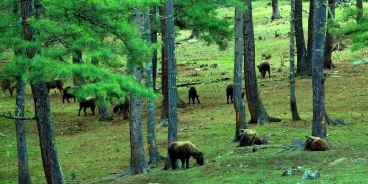 Bhutan Attractions: 30 Peaceful Places To Explore| Travel Rethink Ways 10 Motithang-Takin
