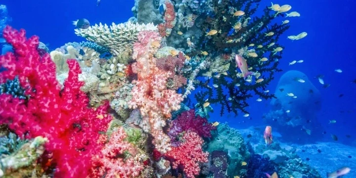 Fiji Attractions: 30 Best Places To Visit in Fiji | Travel Rethink Ways 15 Namena-Marine