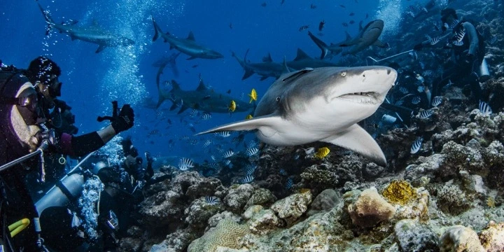 Fiji Attractions: 30 Best Places To Visit in Fiji | Travel Rethink Ways 16 Shark-Reef.