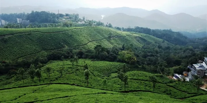 Spice-Tree