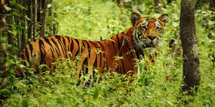 Chitwan-National-Park.