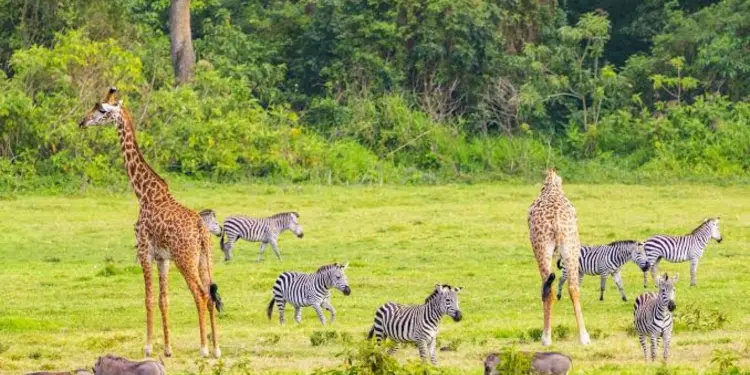 Tanzania Attractions: 33 Incredible Experiences | Travel Rethink Ways 16 Arusha