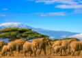 Tanzania-Cover-Image